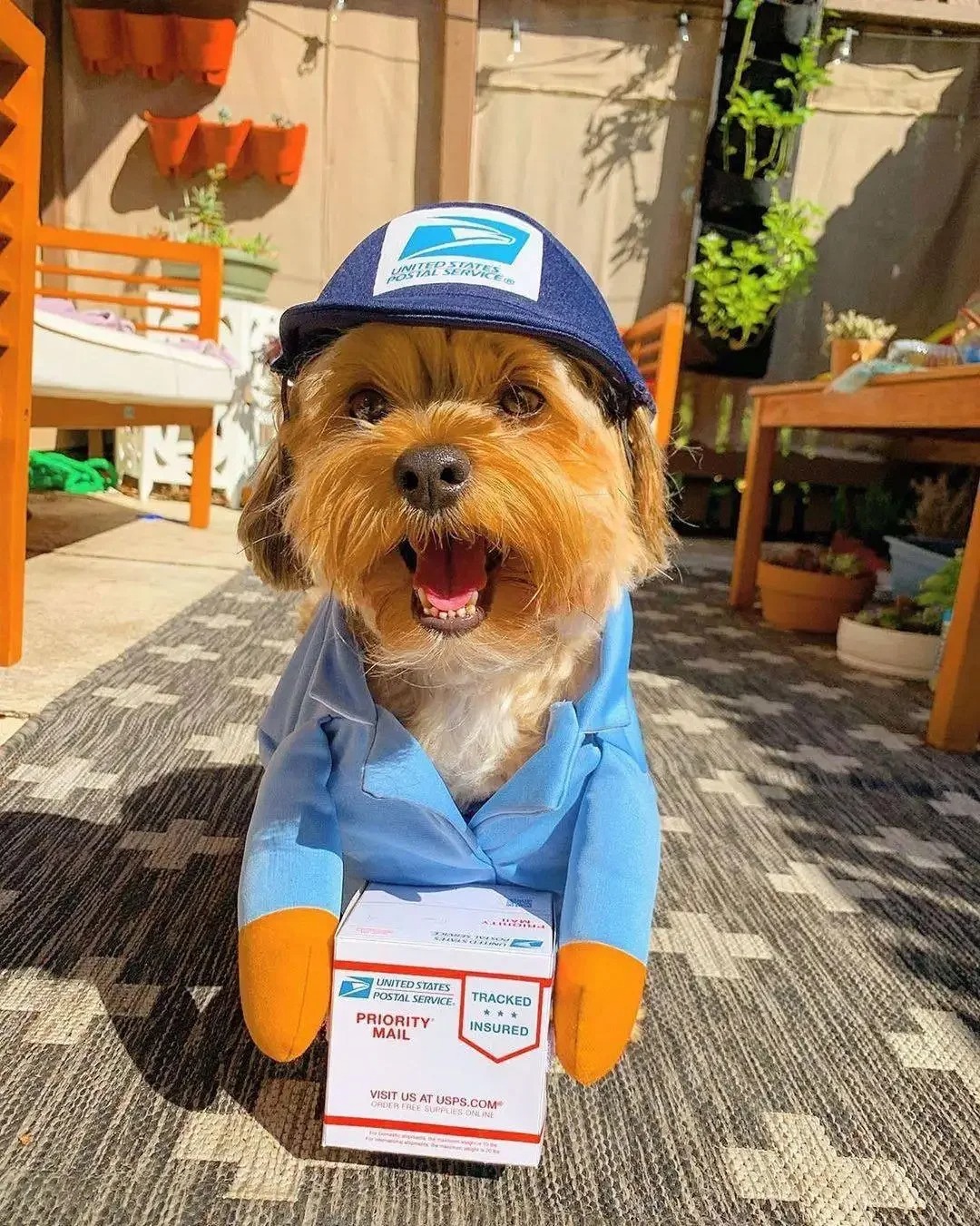 Pet Courier Costume Dress Up Standing Outfit Pet Costumes Funny Dog Cat Cosplay Clothes Role Playing Halloween Decor Clothes