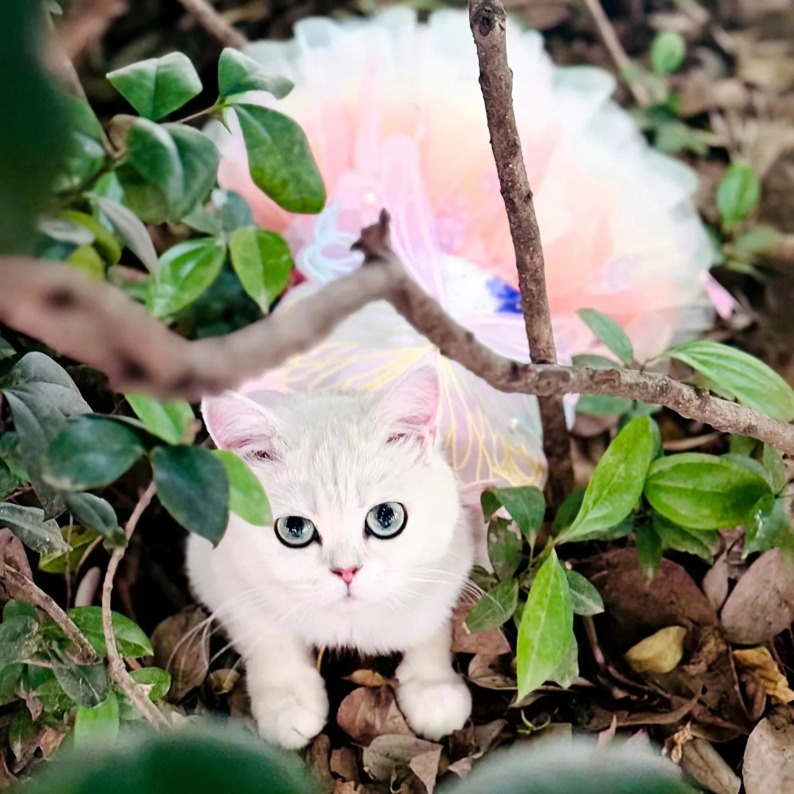 Dog Clothing Summer Thin Cat Princess Tight Clothes Rainbow Butterfly Ping Pong Leather Pet Clothing Accessories Dog Dress 250409