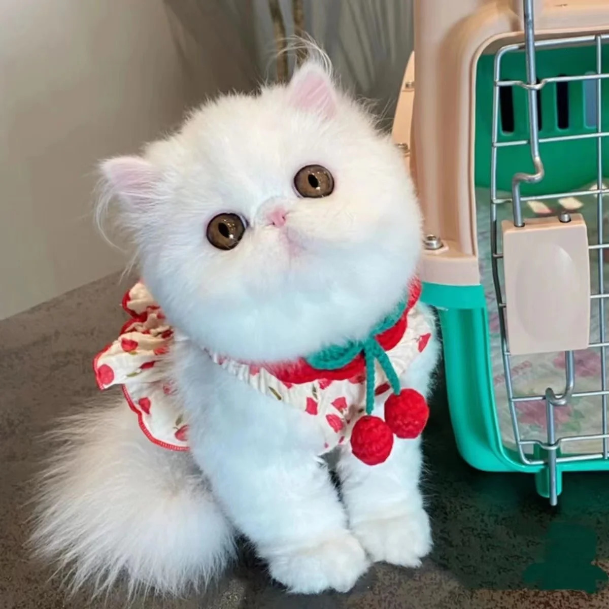 Dogs puppies cats princess vests cute dogs pet clothing summer camisole dresses Zi Biong 250409