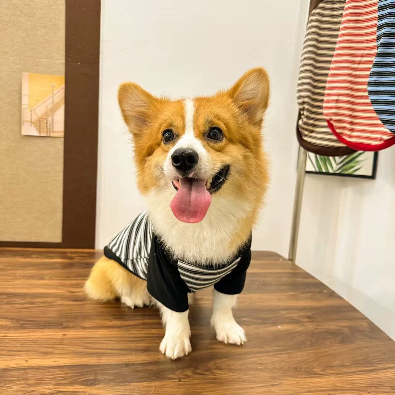 T01 Pet Dog Spring/Autumn Clothing: Corgi/Shiba Inu Warm Casual Leashable Striped Crew Neck Sweatshirt
