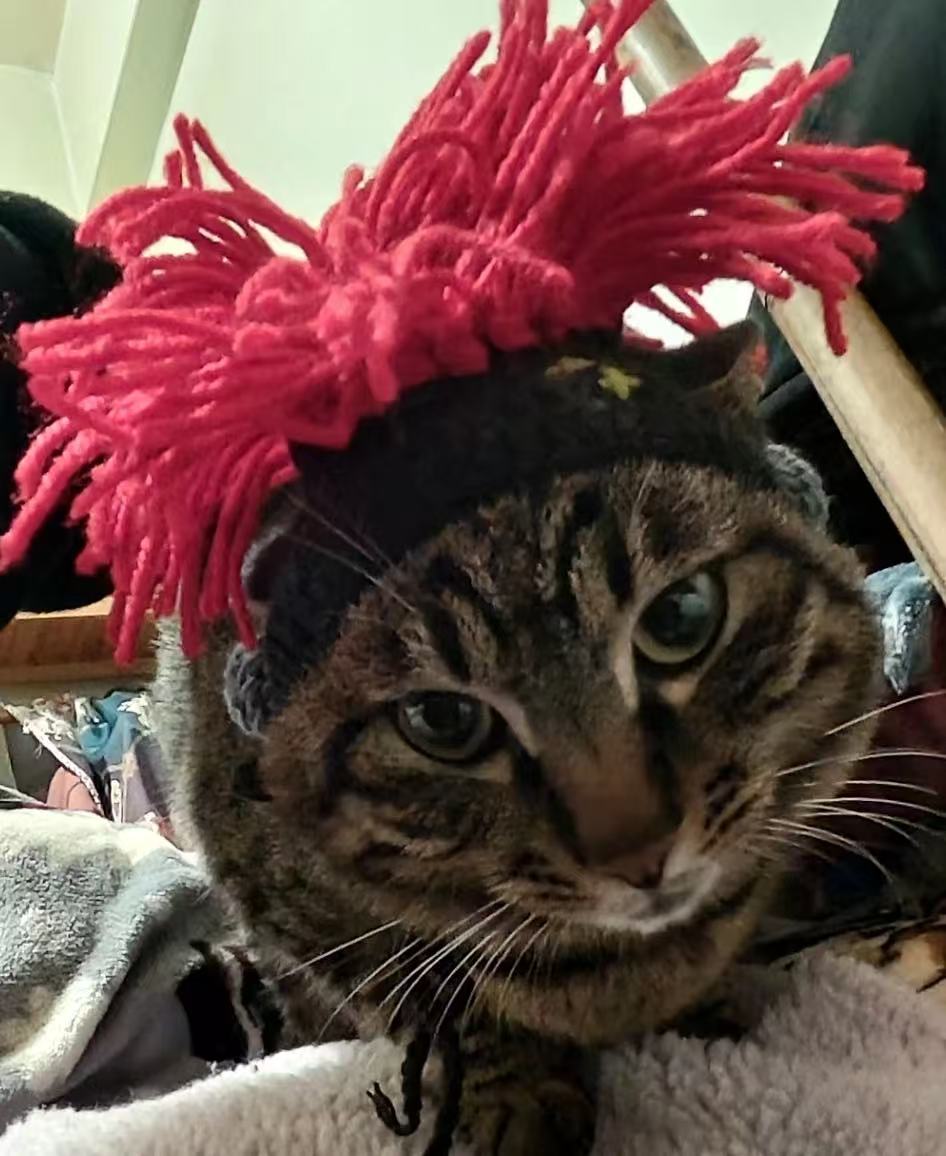 Punk style funny cat hat, hairless cat Sphynx cat headgear, dog funny rock costume change, cute.