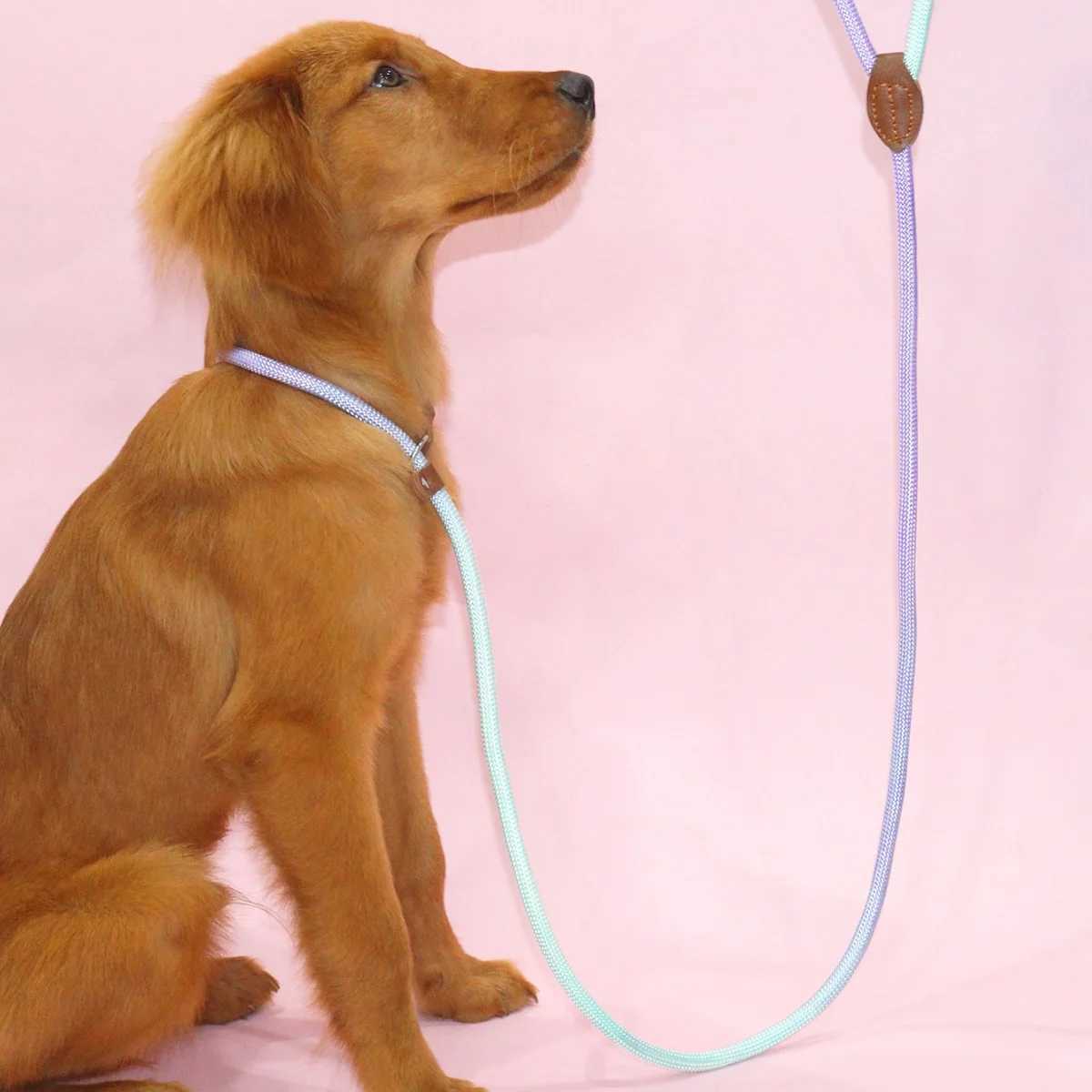 A colorful pet dog leash for indoor and outdoor use J251110