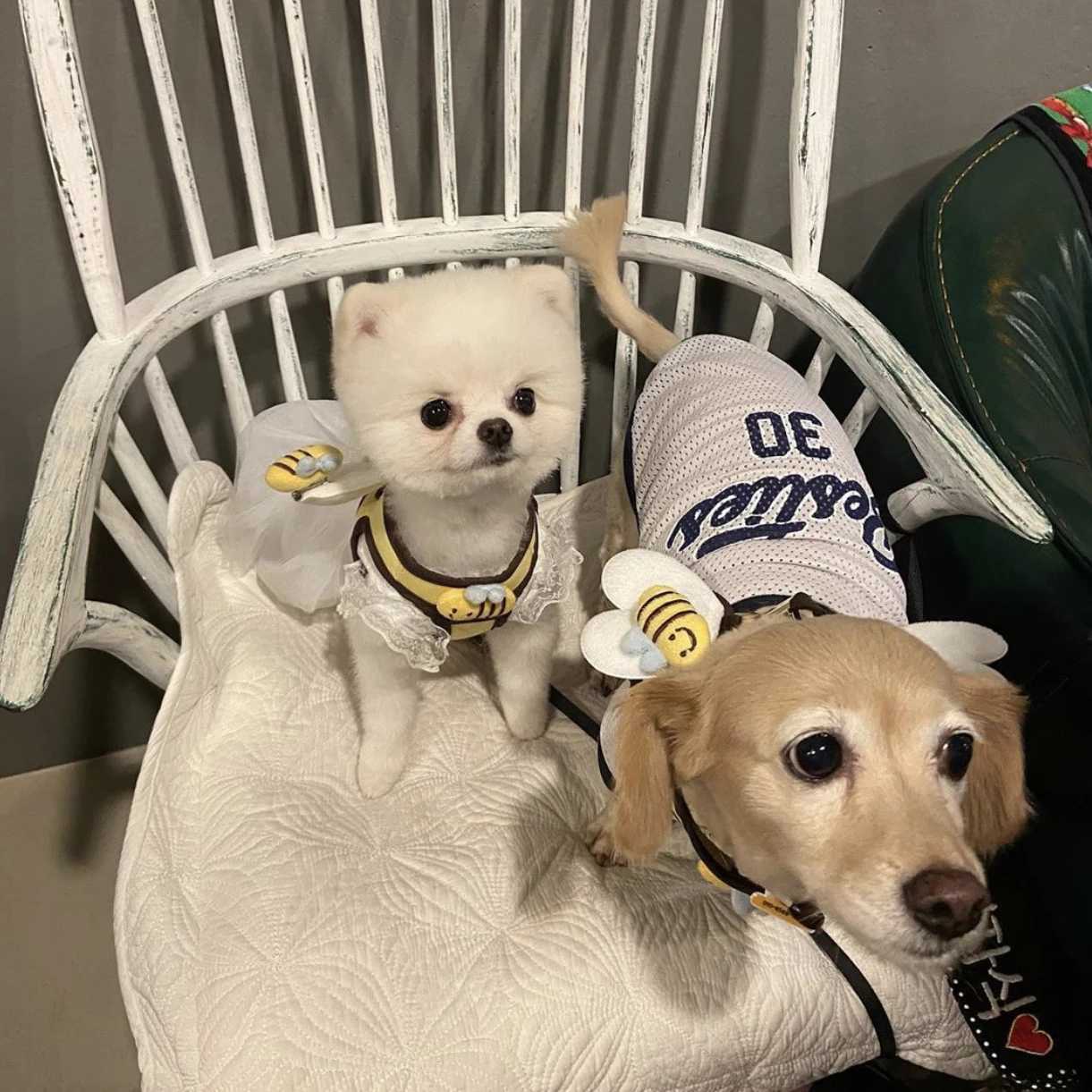 Cute Bee Kitten Puppy Dogs Harness and Leash Set Soft Breathable Dogs Vest Harness Leads Pet Clothes for Small Dogs Chihuahua J251110