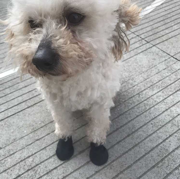 New Arrival 4 pieces of pet dog rubber waterproof shoe covers pet socks foot covers anti slip outdoor dog rain shoes pet paw protectors Z250410