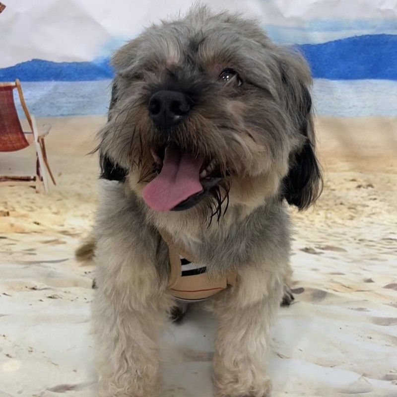 Stylish Striped Design Dog Vest, Soft Knitted Pet Apparel, Fashionable Pet Clothes for Small Medium Dogs, Breathable Dog Tank Top, Trendy Pet Vest for