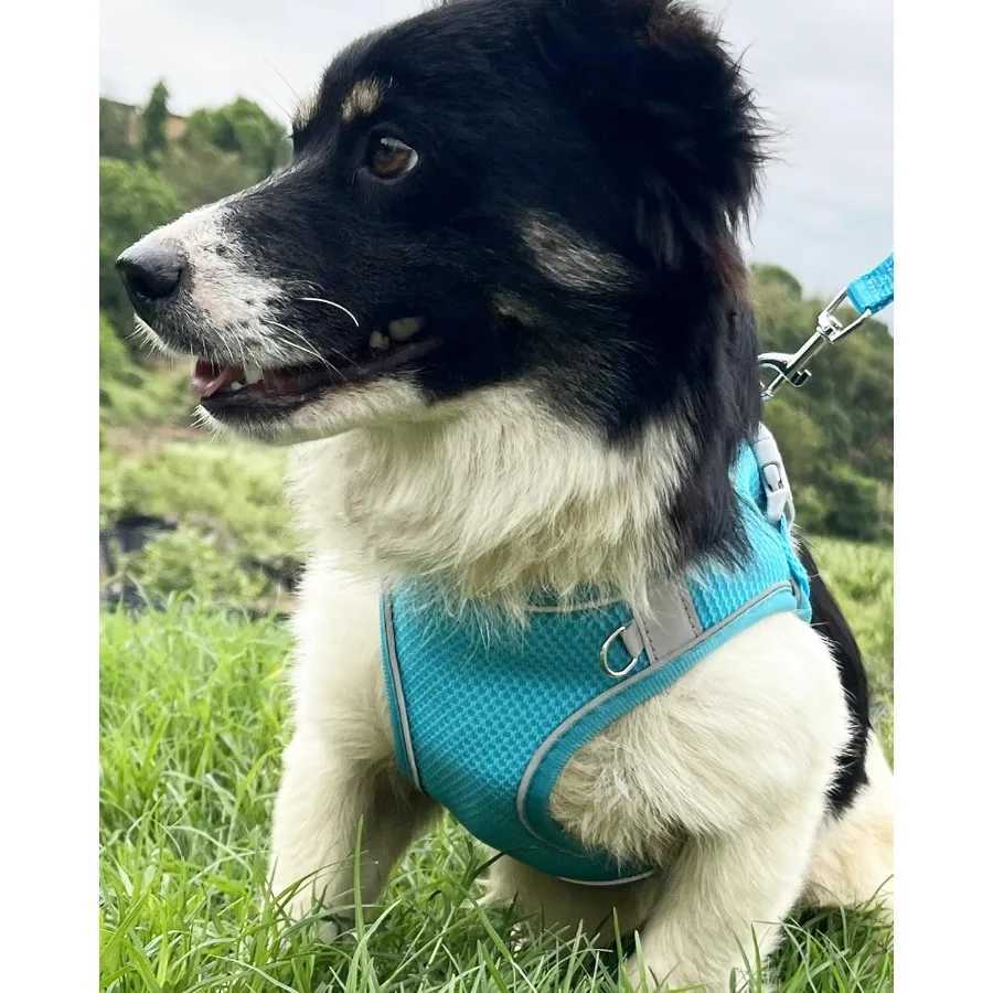 Dog Harness for Small Medium Sized Dog Step in Puppy Harness and Leash Set Training Walking Blue XXS J251110
