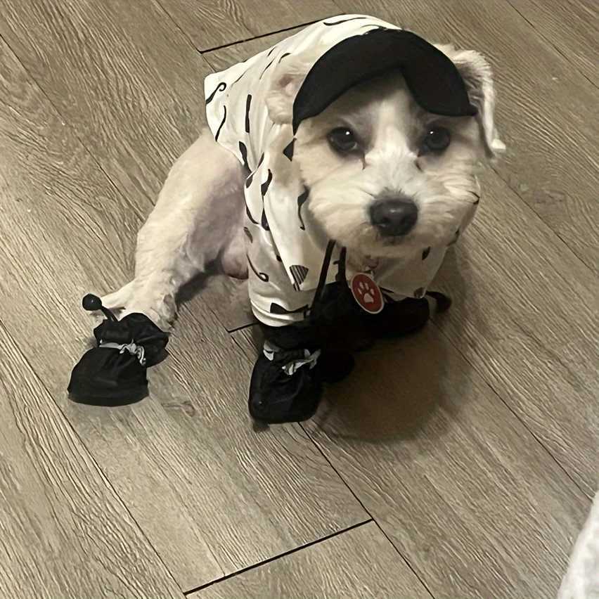 4 waterproof puppy shoes - protect your pets paws and keep them dry outdoor rain boots for dogs T2504010