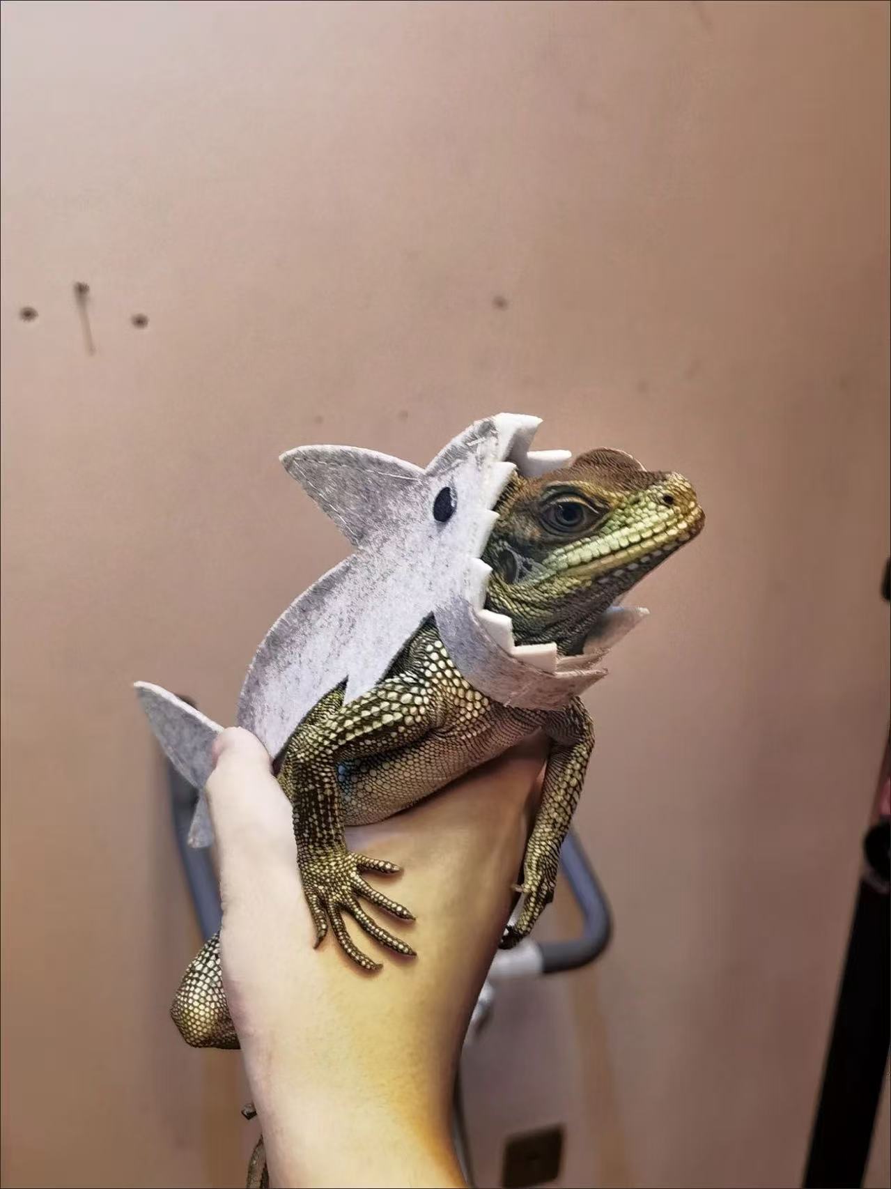 New cross-border product: felt lizard shark costume for small pets, transforming them into unique and personalized outfits.