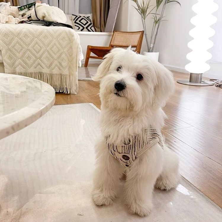 Stylish Striped Design Pet Vest Clothes with Soft Corduroy Material, Warm Fleece Lining, Cute Button Decoration, Fashionable Winter Outfit for Dogs an