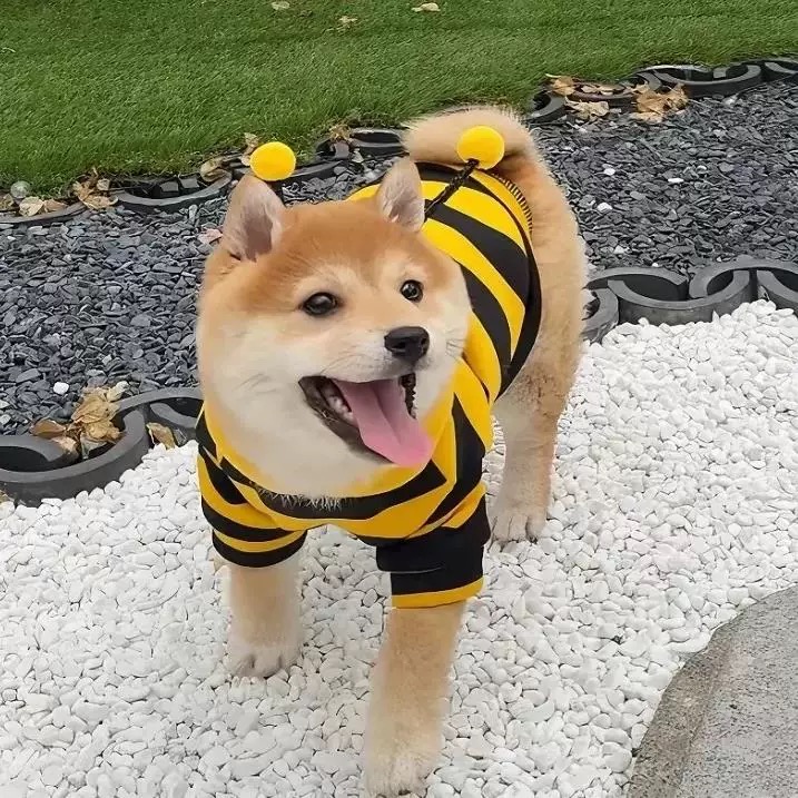 T2187 Cat Clothes Autumn/Winter Style Bee Pattern Silver Shaded Ragdoll British Shorthair Cheese Small Dog Pet Warm Sweatshirt