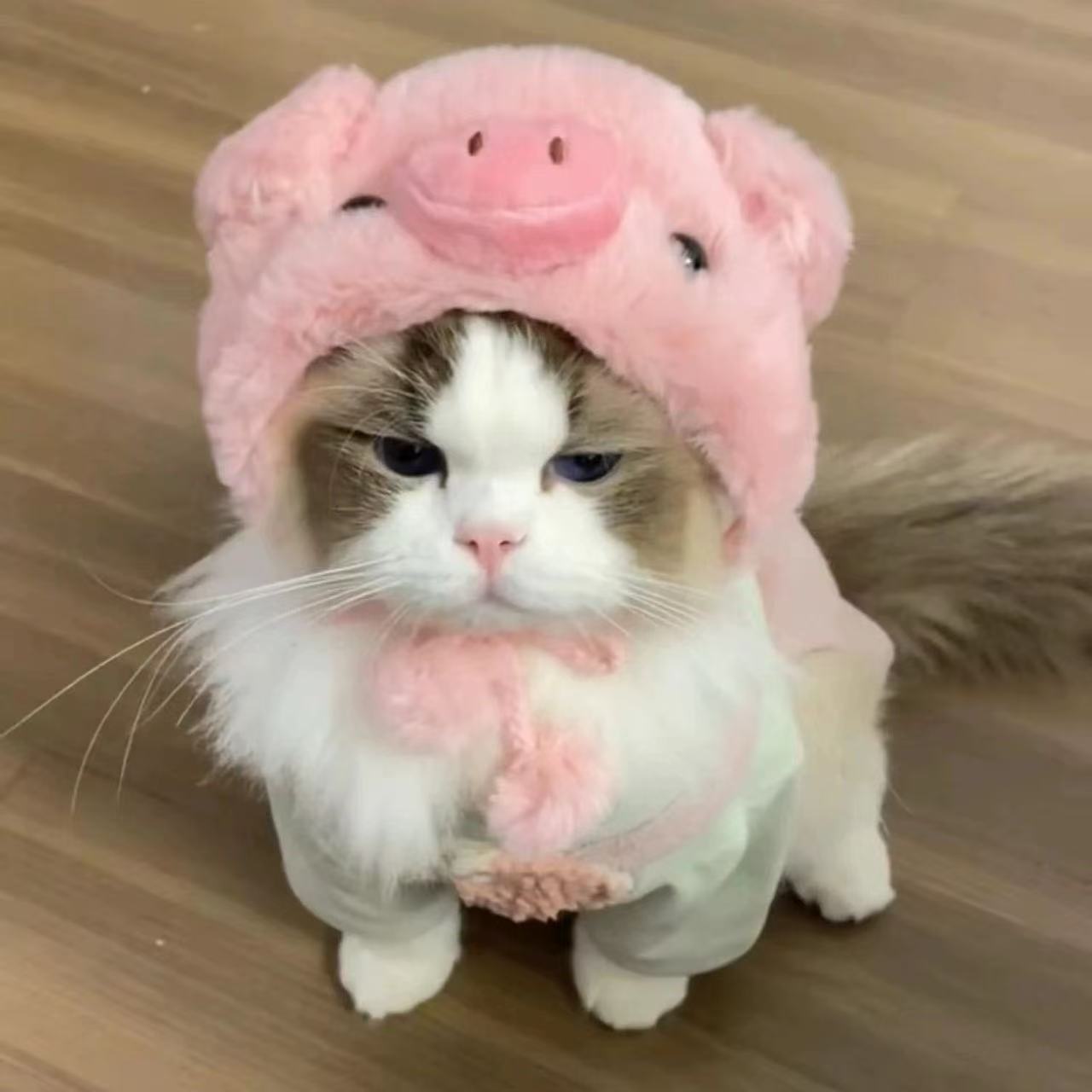 Cute and playful cat costume hat, pet hat, golden gradient British Shorthair, German Shepherd dog burger headgear, cartoon headgear