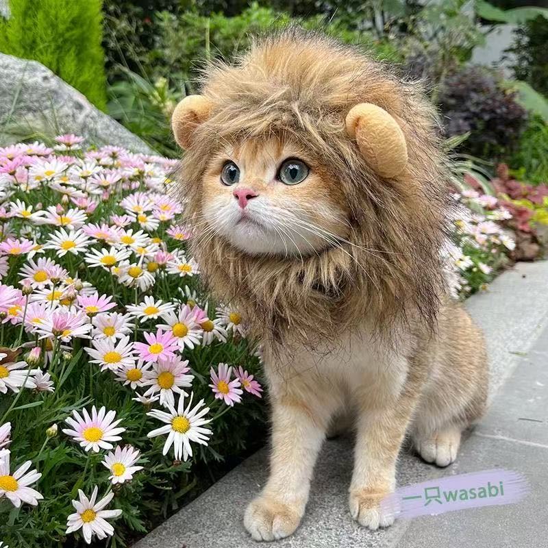 Cute and playful cat costume hat, pet hat, golden gradient British Shorthair, German Shepherd dog burger headgear, cartoon headgear