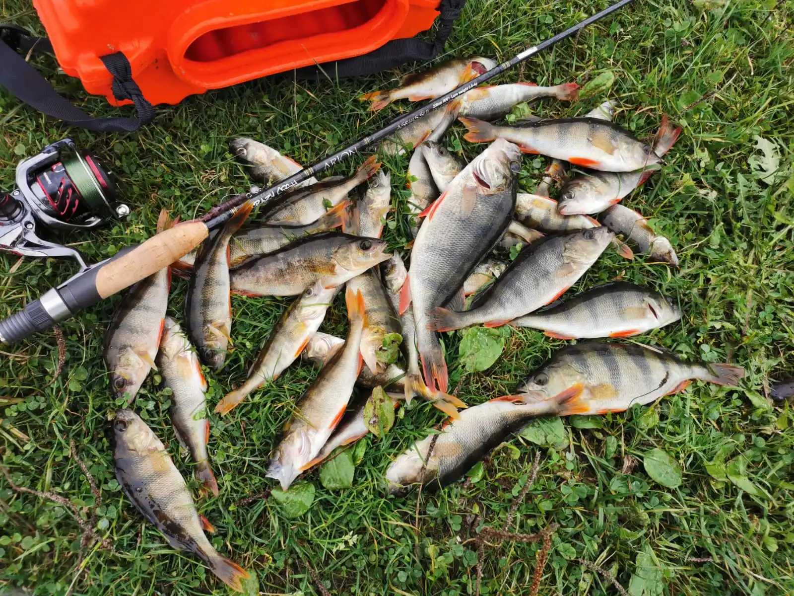 FSTK New Soft Leech Worm Trout Lures Fishing Lure Pesca 3inch 7.5cm 2.0g Rigs Dropshot Bass Pike Artificial Plastic Soft Bait Z250411
