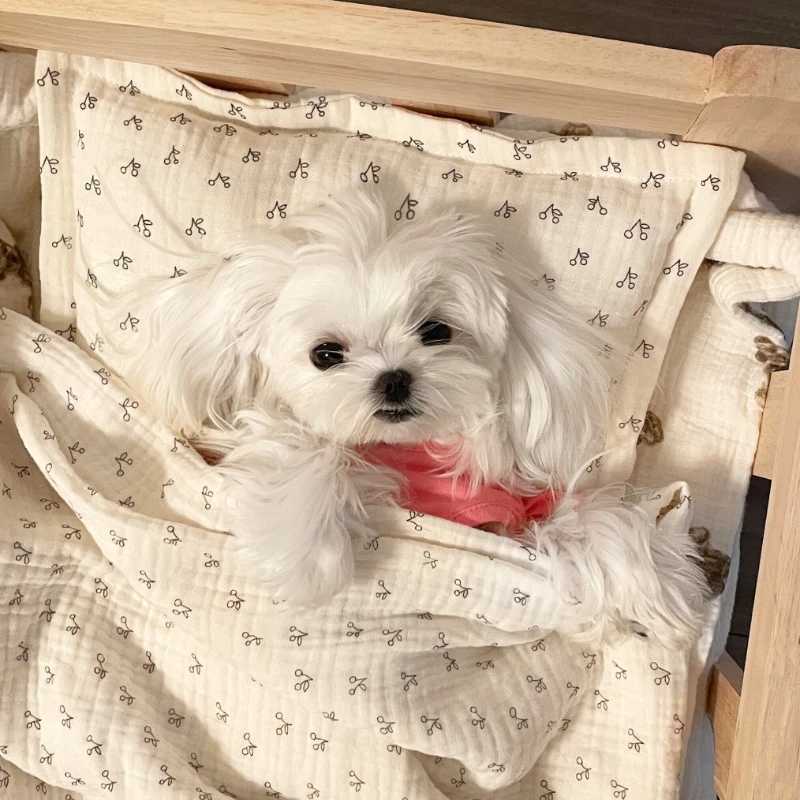 Cat Dog Solid Wood Off Ground Dog House Pet Bed Pet House Furniture Product Supply Bed Accessories Comfortable and Durable X250412