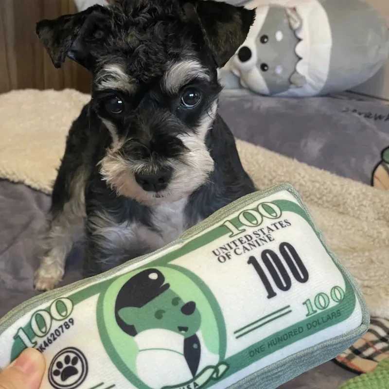 High Quality Simulated money dog toy with fun squeaking sound soundproof paper bite resistance chewing dog toy teeth cleaning puppy toy pet supplies T