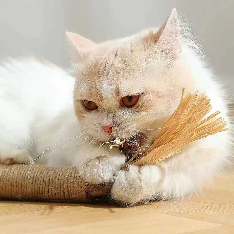 Catnip cat toy natural Matatabi pet snack stick for cleaning teeth removing hair to promote digestion silver vine kitten chewing toy Y250412