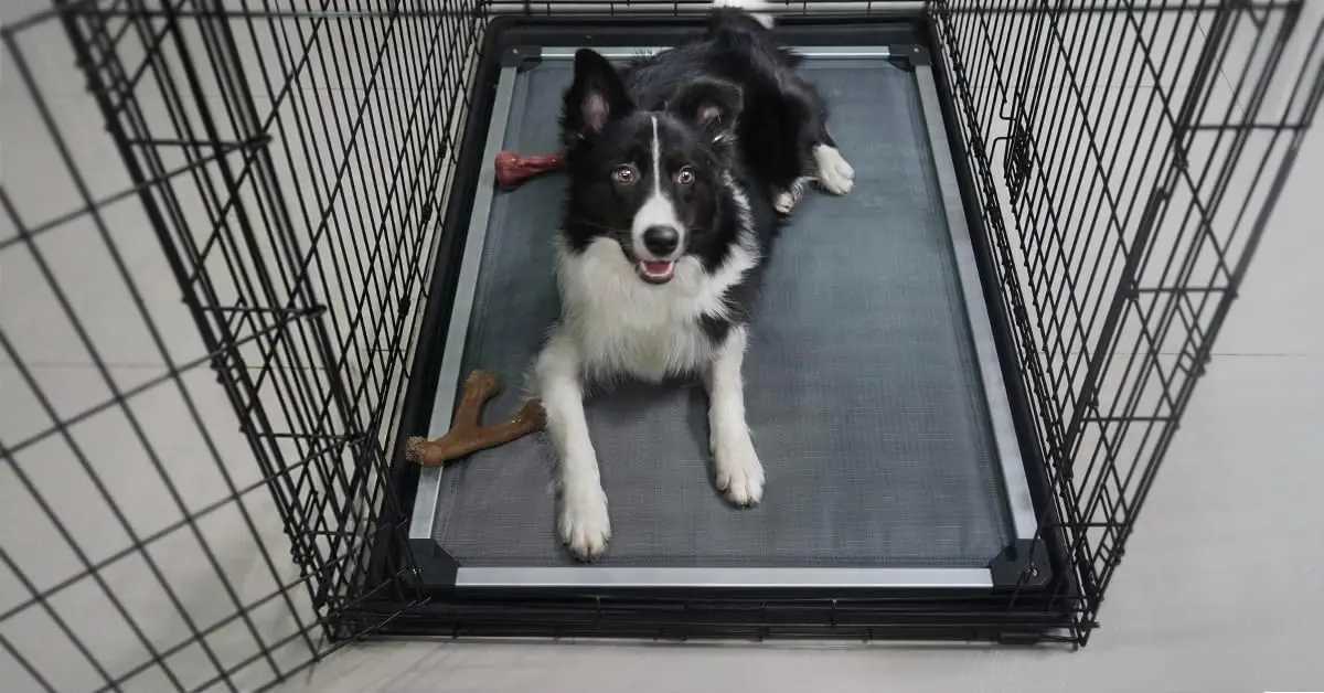 For Flat noodles chewy elevator Cot durable washable pet bed suitable for small and medium-sized dogs 36 inch gray X250412