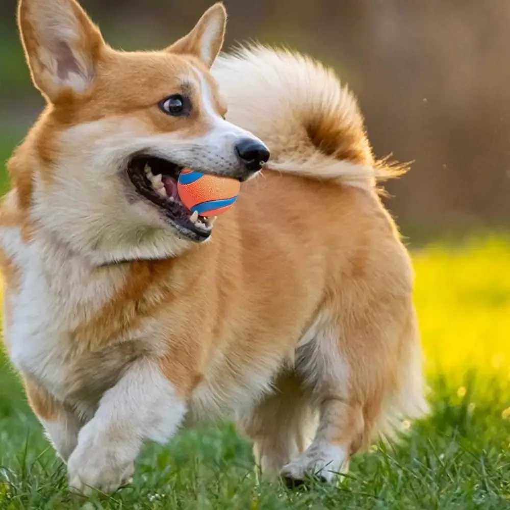 Dog toy ball dog grabbing ball toy hard pet ball puppy chewing toy solid elastic jumping ball pet accessories Z250412