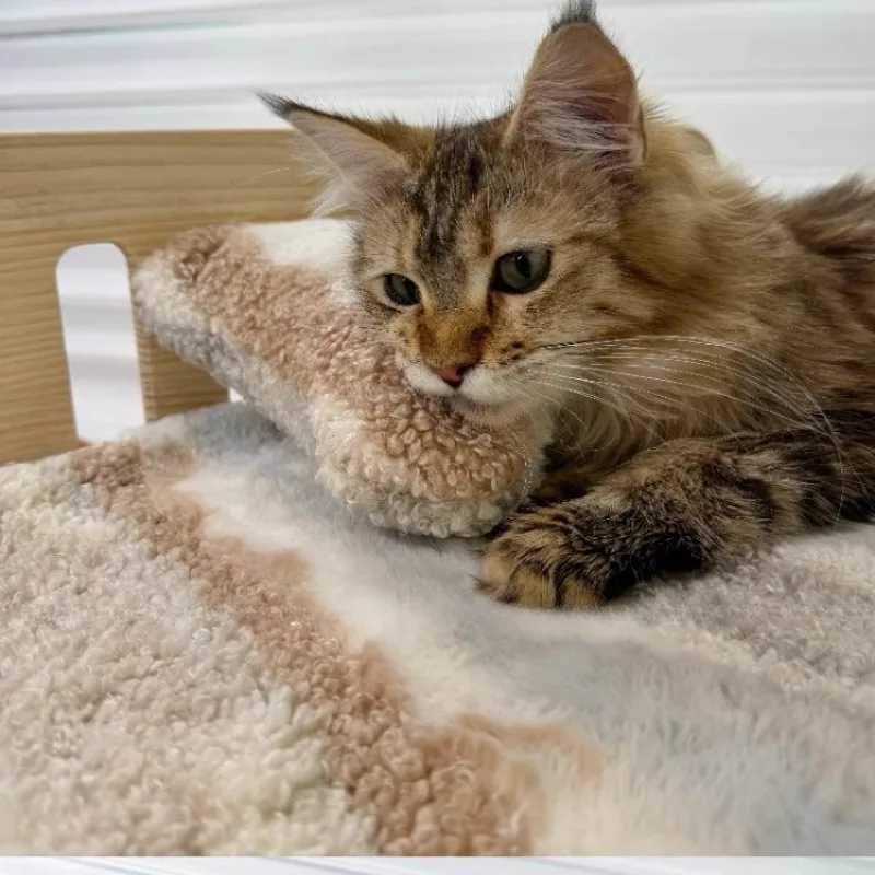 Solid wood pet cat and dog bed with mat scratch resistant canvas seasonal mat mini dog bed indoor pet furniture X250412