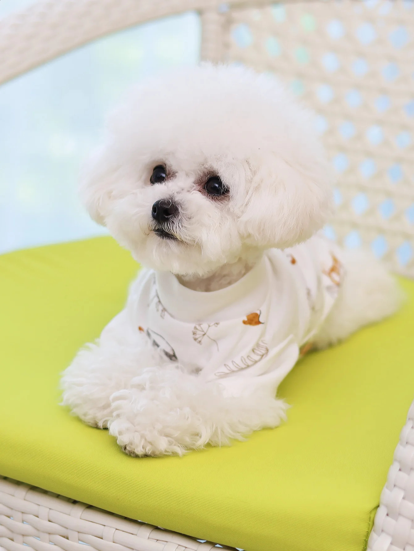 Dog T-shirt summer thin pet clothing spring and summer bichon small and medium-sized dog clothes cat Yorkshire can be direct 250407