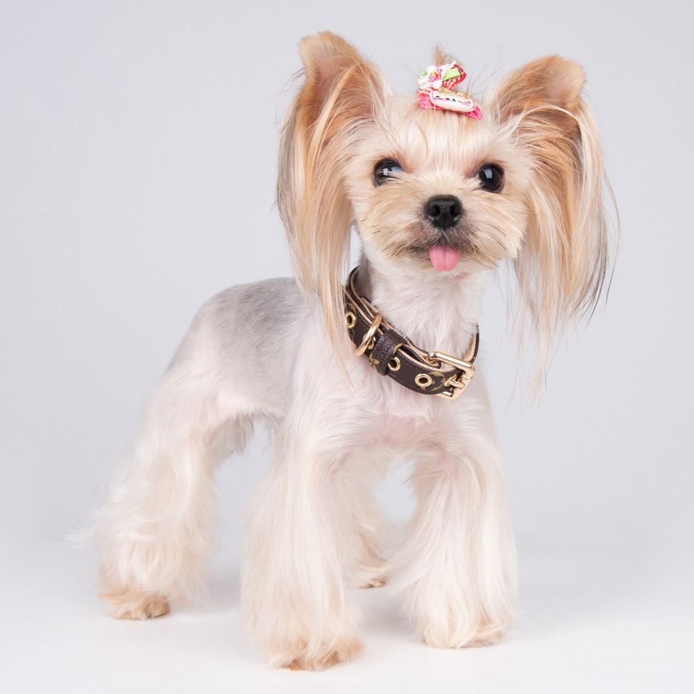 US stock Leash Dog Set Classic Presbya Letters Pattern Print PU Leather Fashion Casual Adjustable Dogs Cats Neck Strap Cute Pet Collars Leashes