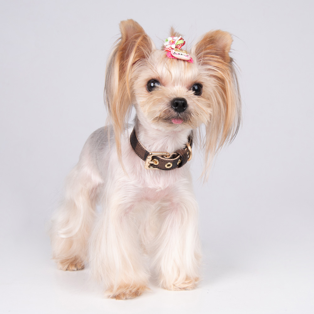 US stock Leash Dog Set Classic Presbya Letters Pattern Print PU Leather Fashion Casual Adjustable Dogs Cats Neck Strap Cute Pet Collars Leashes