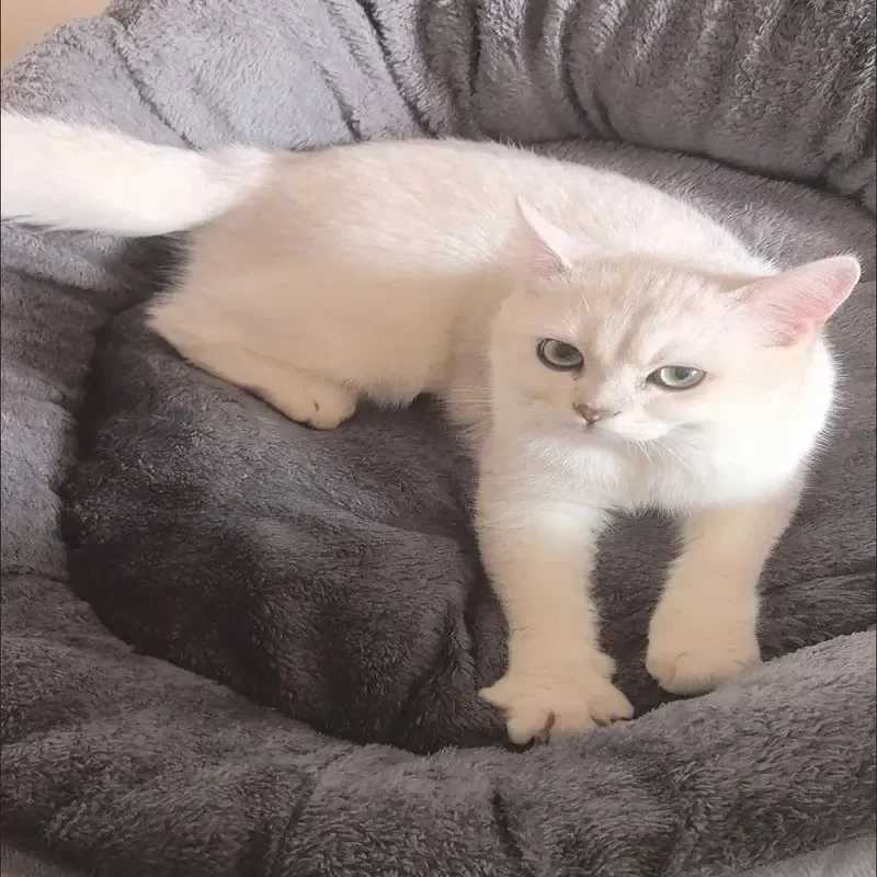 Soft and warm dog bed pet basket cat house sofa for medium and large dog beds sofa cushion dog bed pet supplies X250412