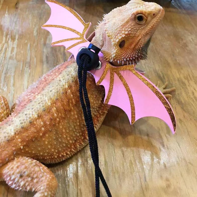 Set of three: Little crocodile lizard costume for outings, devilish attire, leash with wings, and climbing pet crocodile outfit.