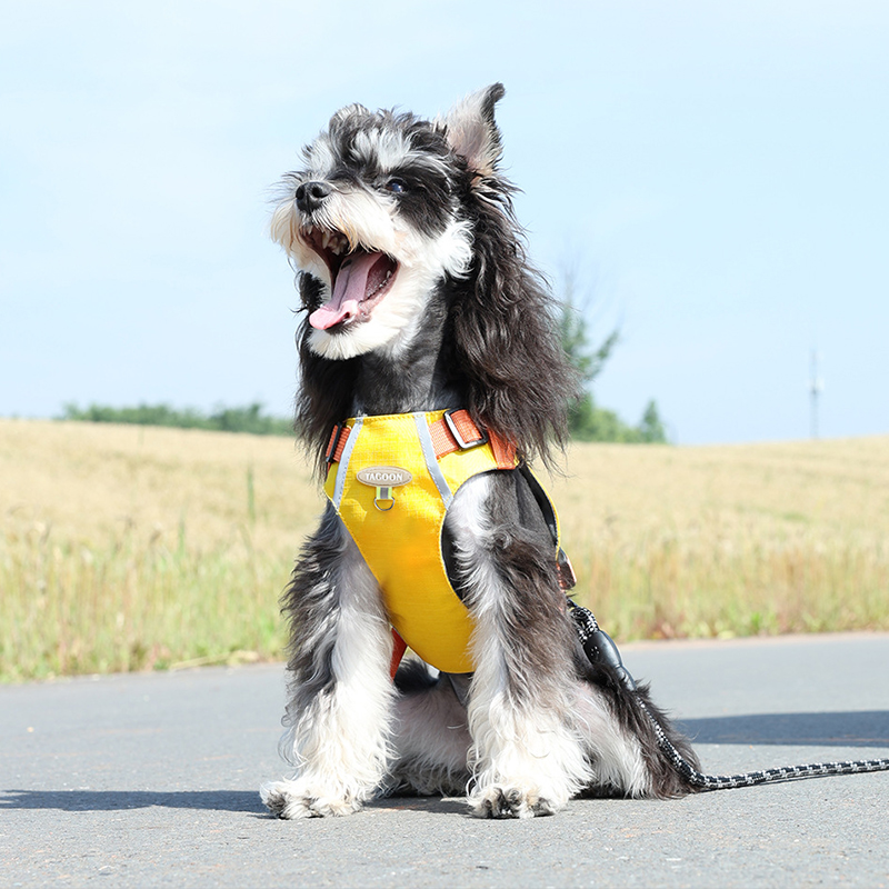 Waterproof Breathable Dog Harness with Matching Leash - Perfect Fit for Small & Medium Pets