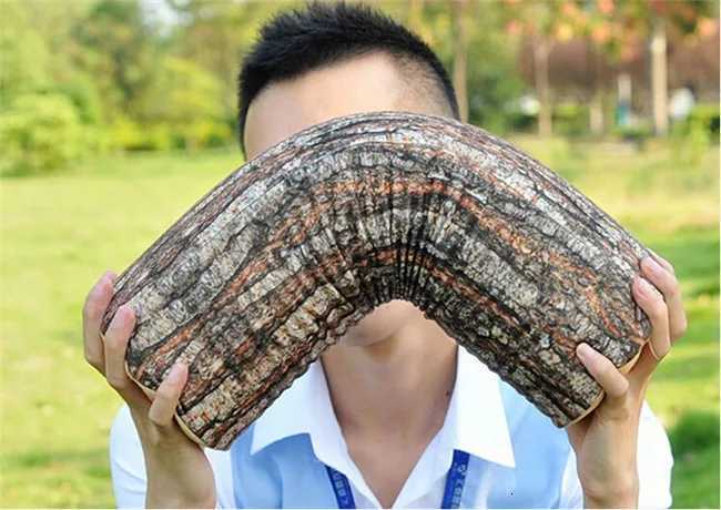 1 Piece Stump Shaped Decorative s Home Car Decor Cute Woods Grain Soft Chair Seat Cushion M251119