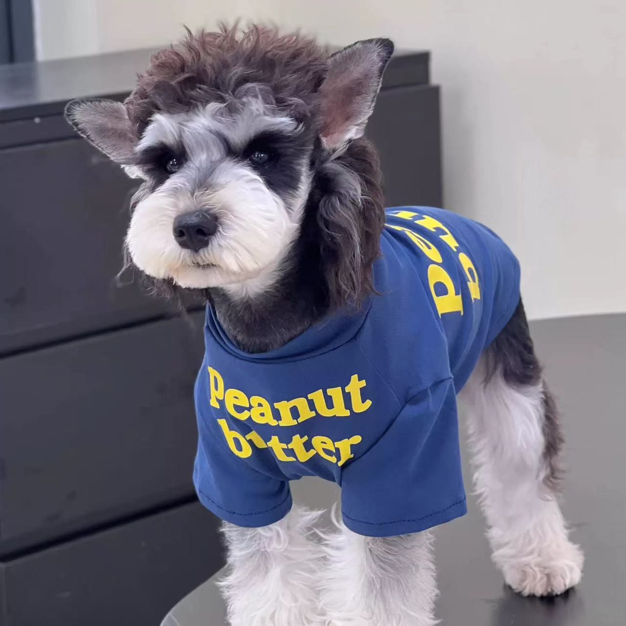 T0005Pet cat and dog clothes Summer cotton navy blue English T-shirt Indoor anti-shedding clothes Small, medium and large dogs