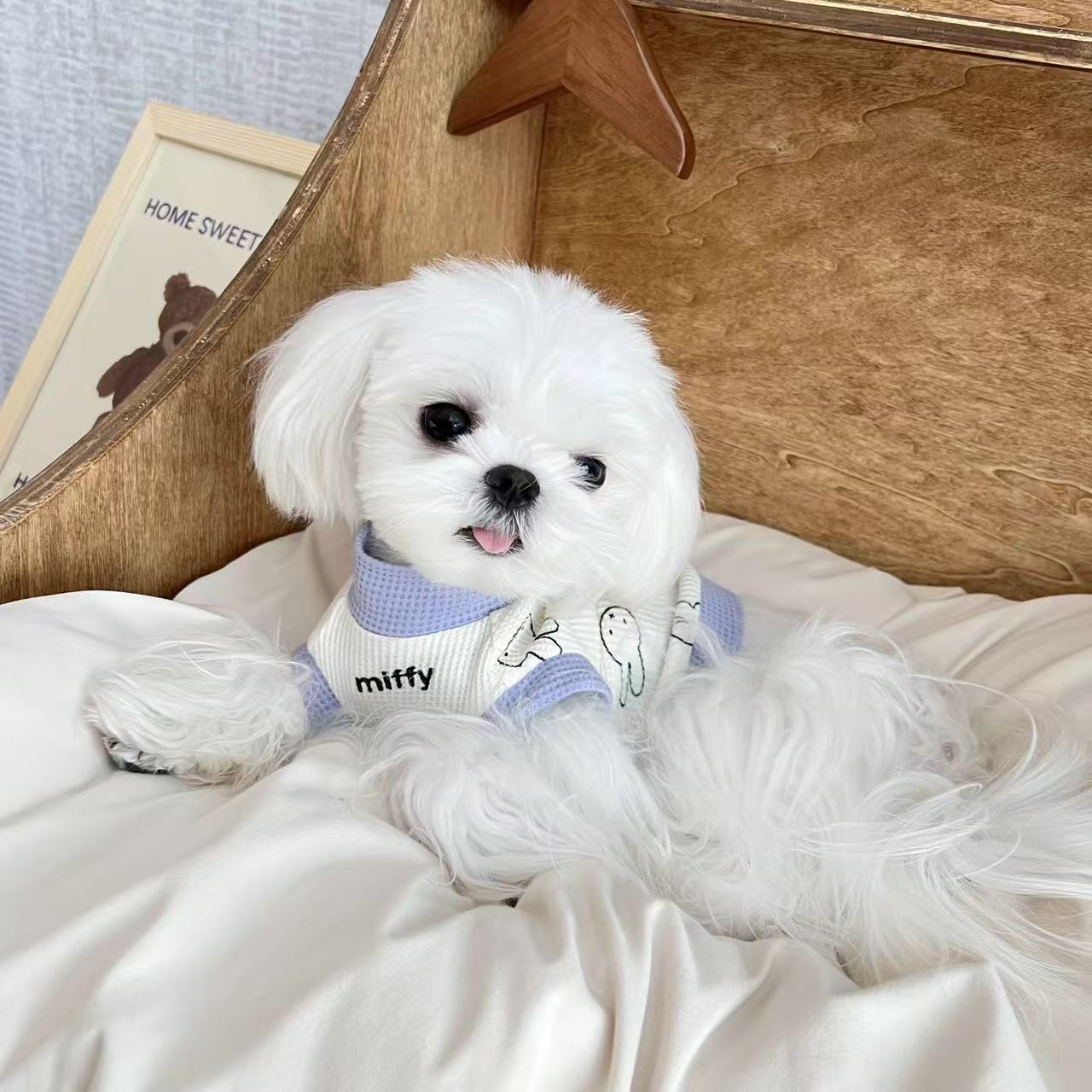 T0015Dog clothes spring and summer thin small dog Bichon Teddy Schnauzer Yorkshire spring pet vest cat