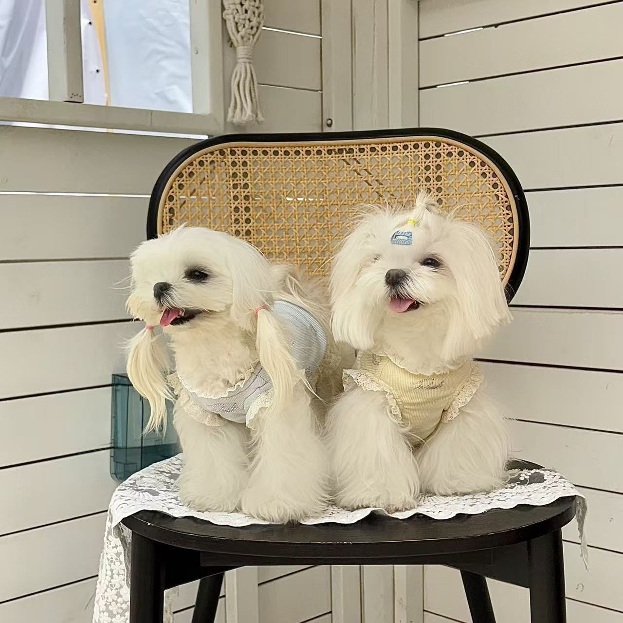 T0027Light luxury romantic atmosphere Heavy-duty hot diamond lace T Maltese small and medium-sized dog summer clothes