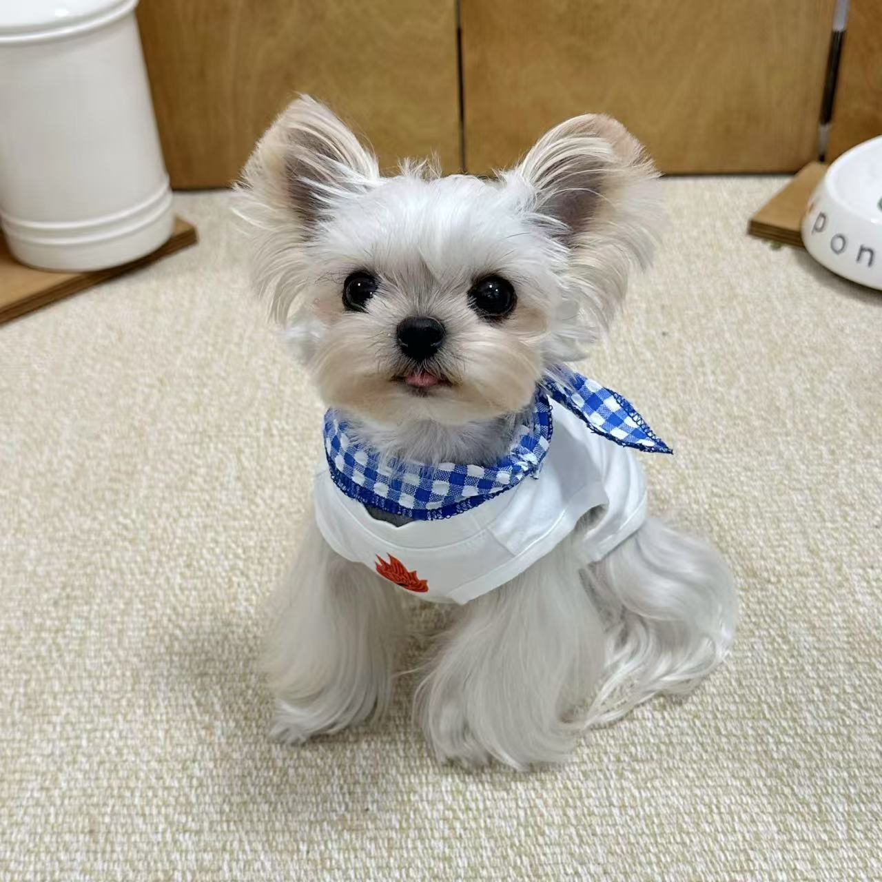 T0049Cute French bulldog vest elastic breathable dog clothes spring and autumn new pet pug bichon clothes autumn thin style