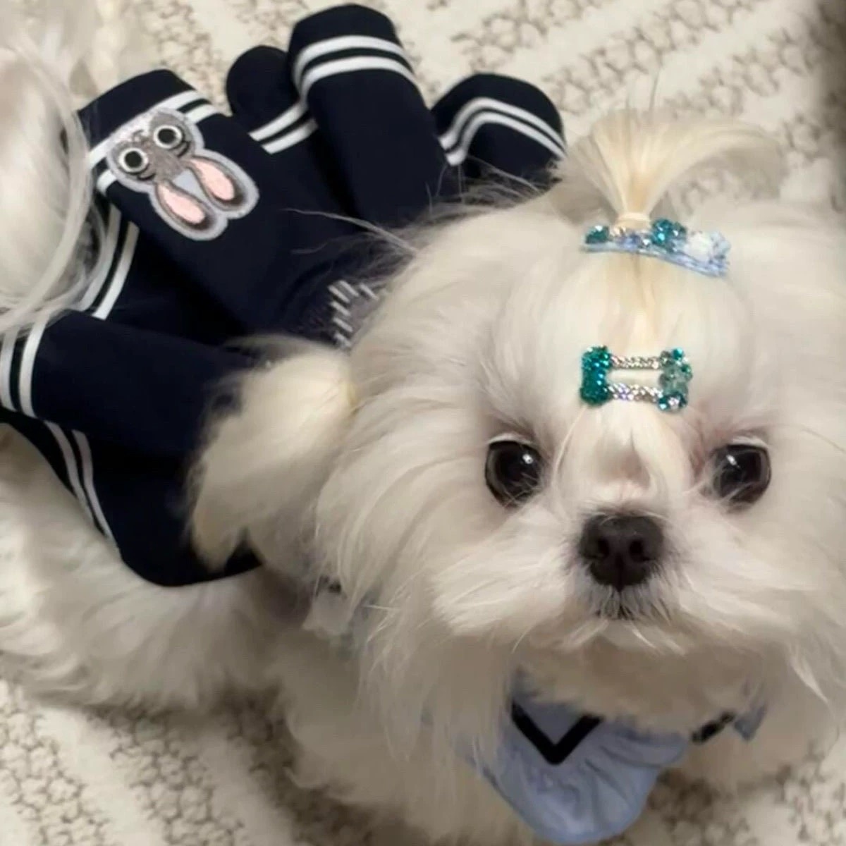 T0031Dog clothes 2025 new autumn clothes Teddy Shepherd small dog Yorkshire dog trendy brand sweater winter style