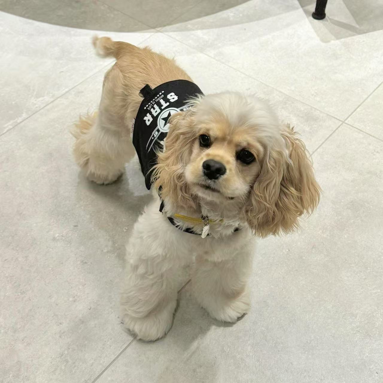 T00056Medium-sized dog clothes summer thin striped shirt comfortable breathable anti-shedding large dog Labrador Golden Retriever