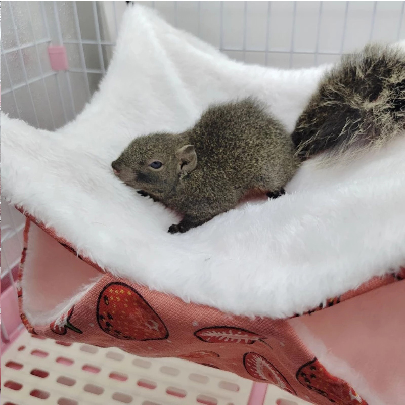 Small Animal Cage Accessories Hammock Guinea Pig Hamster Bed Small Pet Toy Ferret Rat Beds Chinchilla Nest Bunny Sugar Glider Squirrel