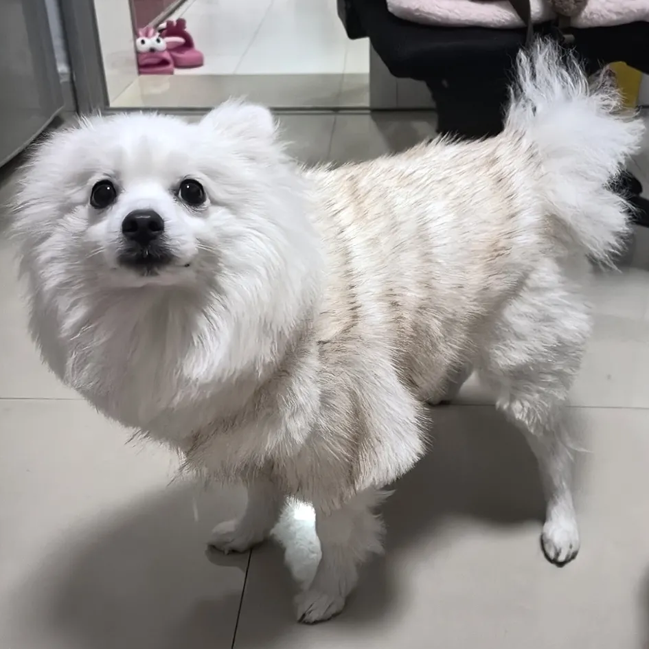 Winter Thick Faux Fur Pet Coat, Luxury Dog Jacket with Metal Buttons, Warm Soft Pet Outerwear for Shih Tzu Poodle Bichon, Stylish Pet Fur Coat for Sma