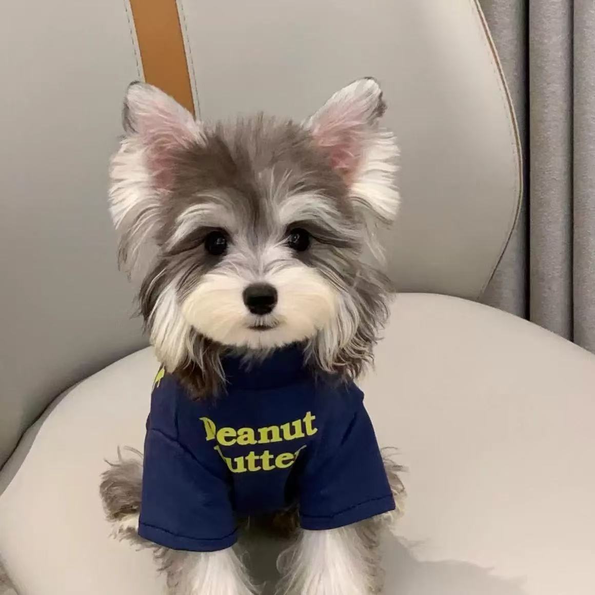 T0072Summer Schnauzer new thin style cute anti-shedding clothes sweater pet small warm cat handsome dog