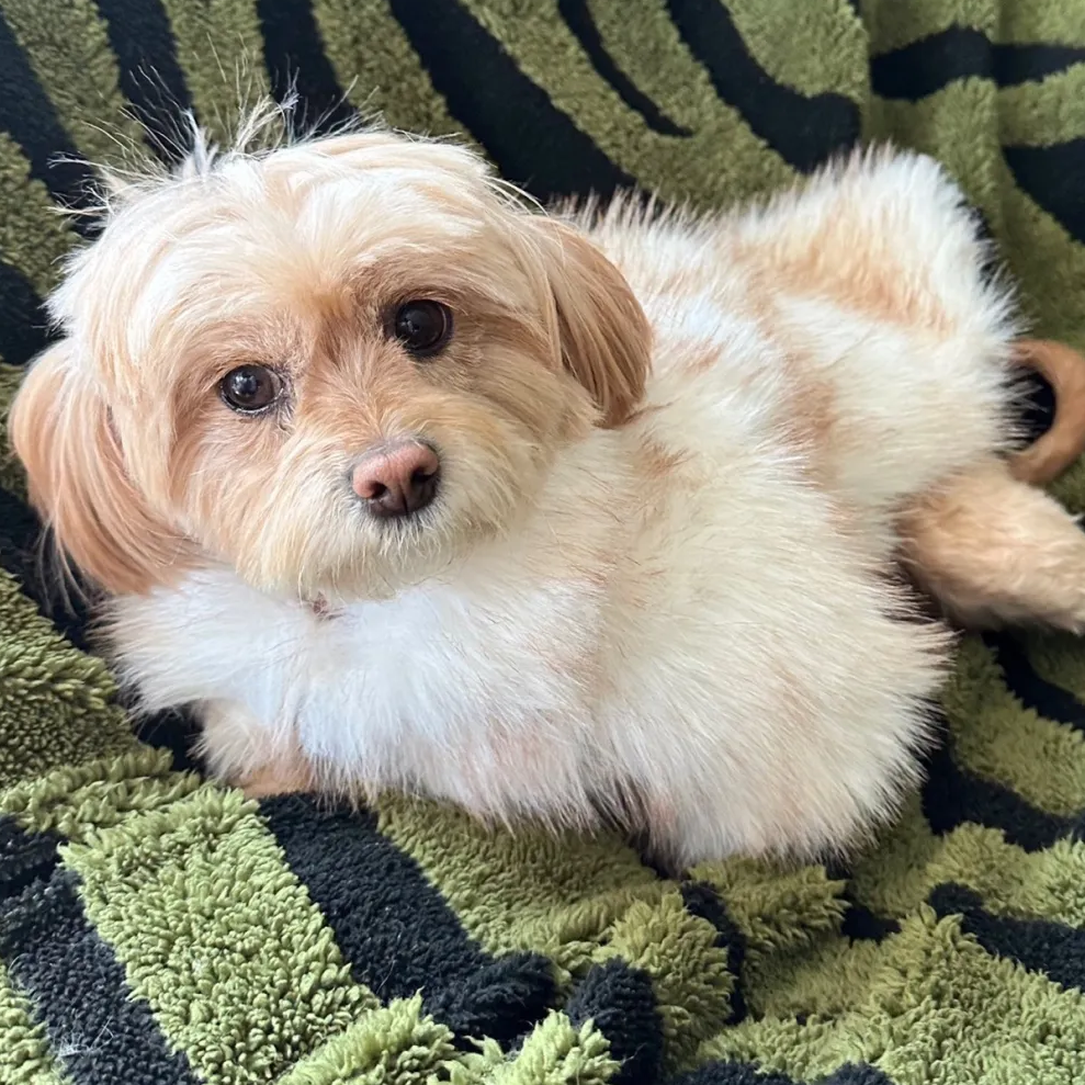 Winter Thick Faux Fur Pet Coat, Luxury Dog Jacket with Metal Buttons, Warm Soft Pet Outerwear for Shih Tzu Poodle Bichon, Stylish Pet Fur Coat for Sma