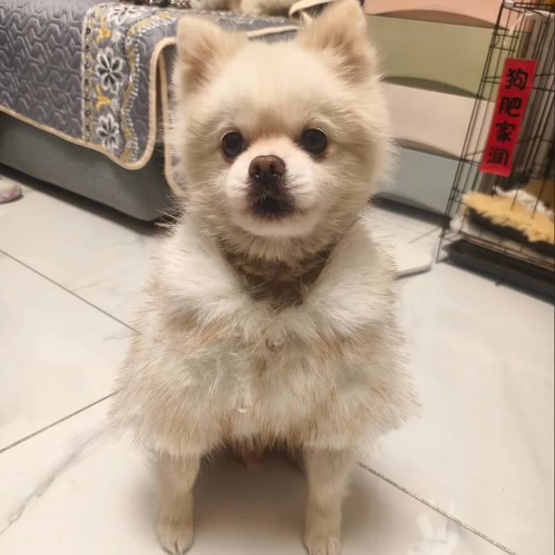 Winter Thick Faux Fur Pet Coat, Luxury Dog Jacket with Metal Buttons, Warm Soft Pet Outerwear for Shih Tzu Poodle Bichon, Stylish Pet Fur Coat for Sma