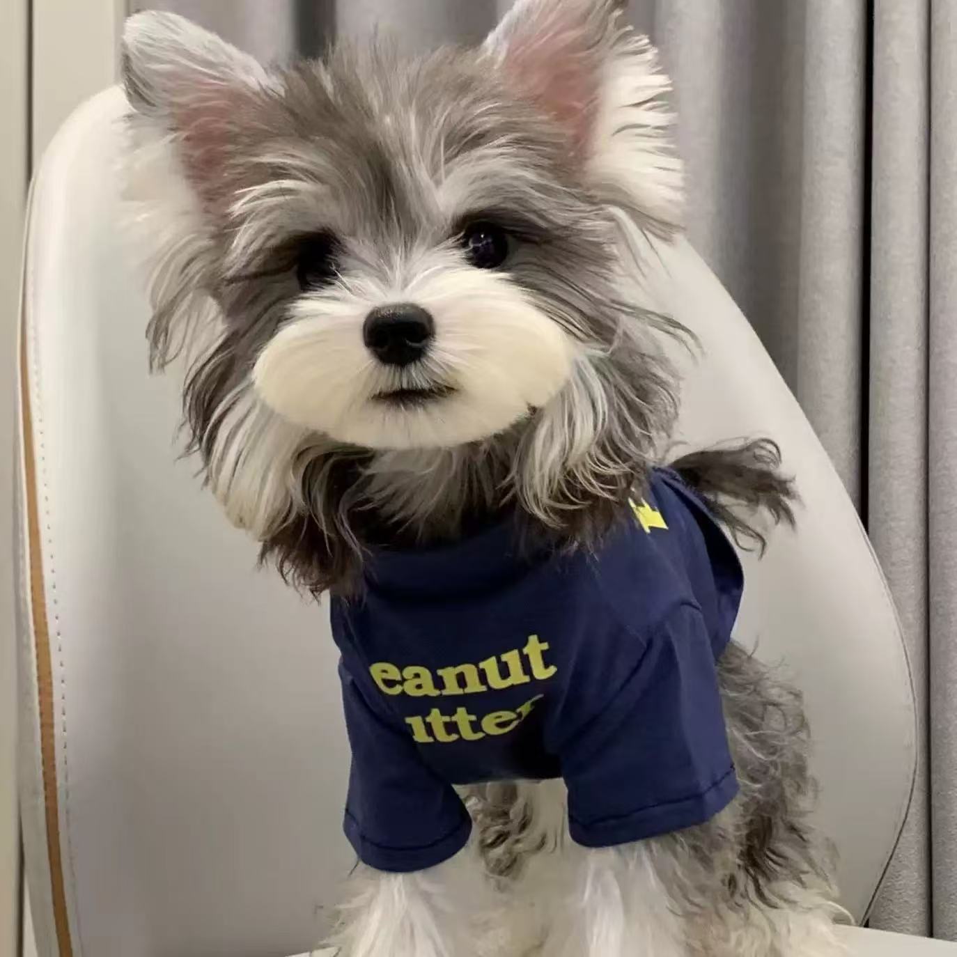 T0072Summer Schnauzer new thin style cute anti-shedding clothes sweater pet small warm cat handsome dog