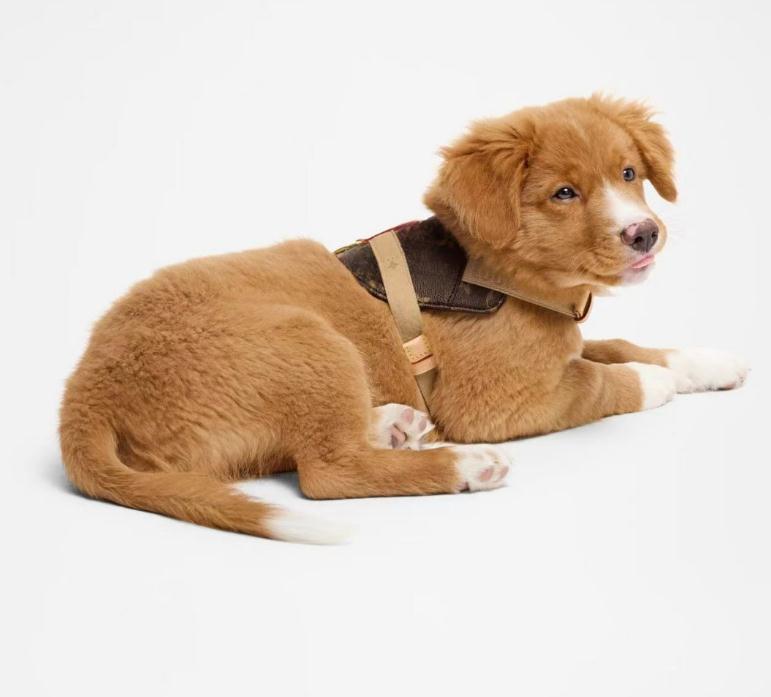 Dog Harness Collar and Leash Set with Classic Letter No Pull Dog Harness Soft Adjustable Luxurious Pet Leather Leashes Dizitime - view 6