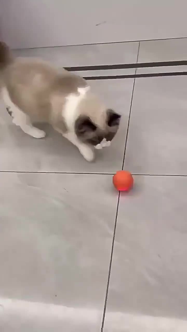 Gravity smart jumping ball electric charging cat and dog toy self-hi pet dog artifact ball electric smart pet ball