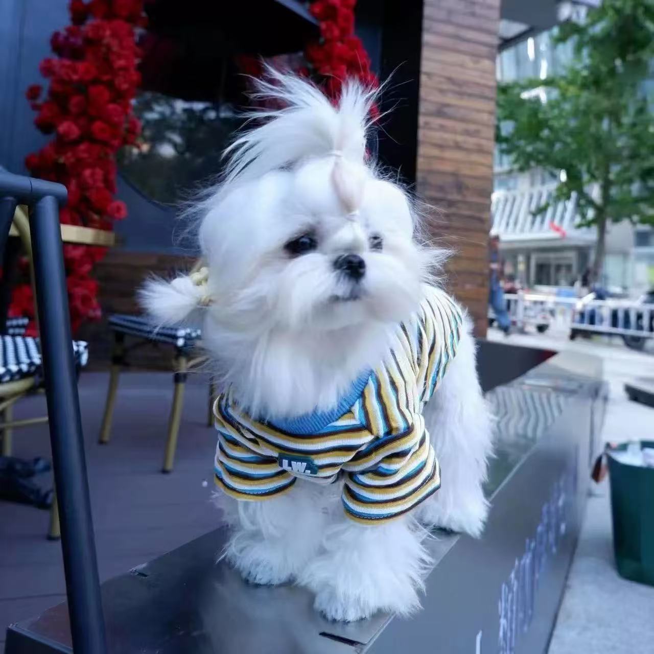 T0091Puppy Yorkshire Terrier Hooded Sweater Warm Vest Autumn and Winter Small Dog