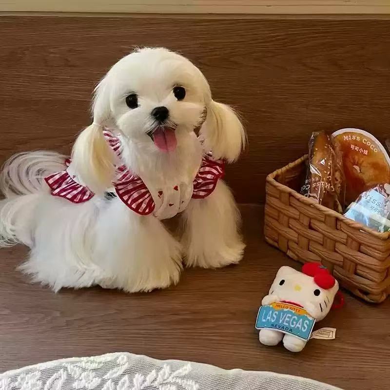 T528 Dog denim overalls Yorkshire terrier Maltese clothes spring and autumn clothes spring style skirt small dog