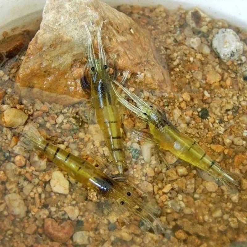 Luminous Shrimp Silicone Artificial Bait Simulation Soft Prawn With Hooks Carp Wobbler For Fishing Tackle Lure CarpXJ250122
