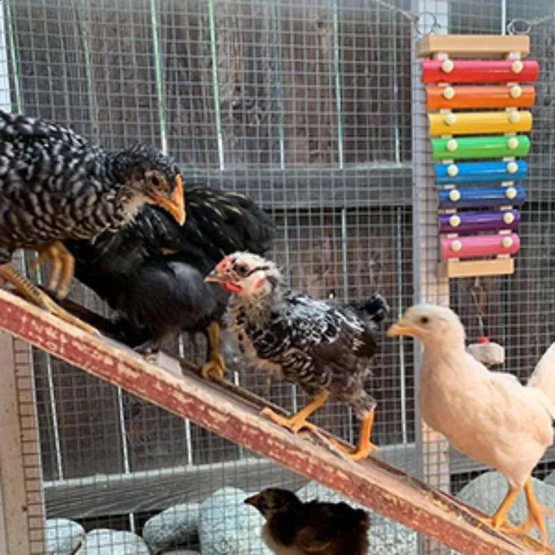 Colorful Bird Xylophone Toy Parrots Chicken Toys Bird Cage Toy Accessories Parakeets and Parrots Toys 250121