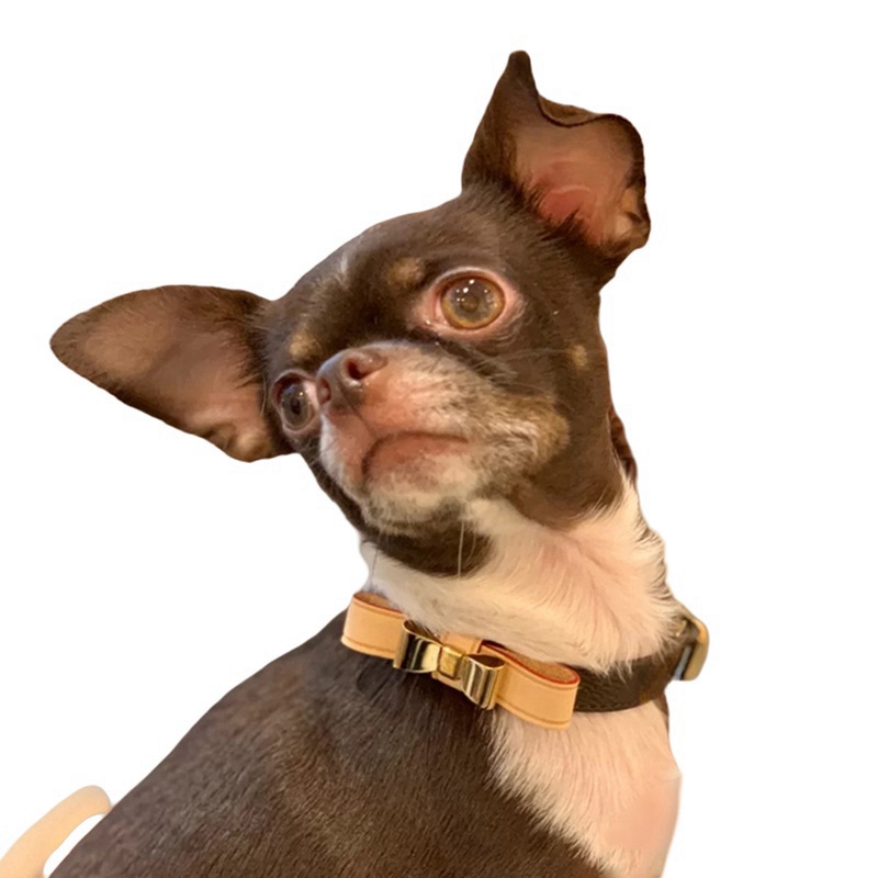 Dog Collars Fashionable Collar Made Of Genuine Cowhide Material Trendy Bow Style Pet Traction Rope Cat And Travel Anti Loss Supplies With Box H2502194