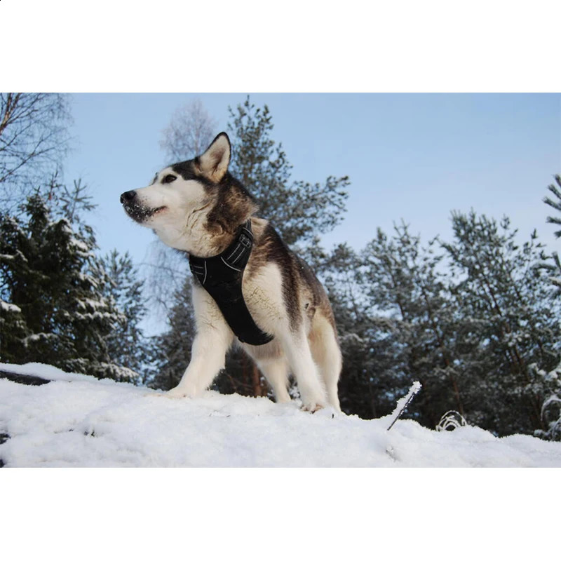 Truelove Pet Dog Harness Reflective High-Elasticity Sponge Padding Adjustable Safety Vehicular Lead Aluminum Alloy D-ringTLH5651 250206